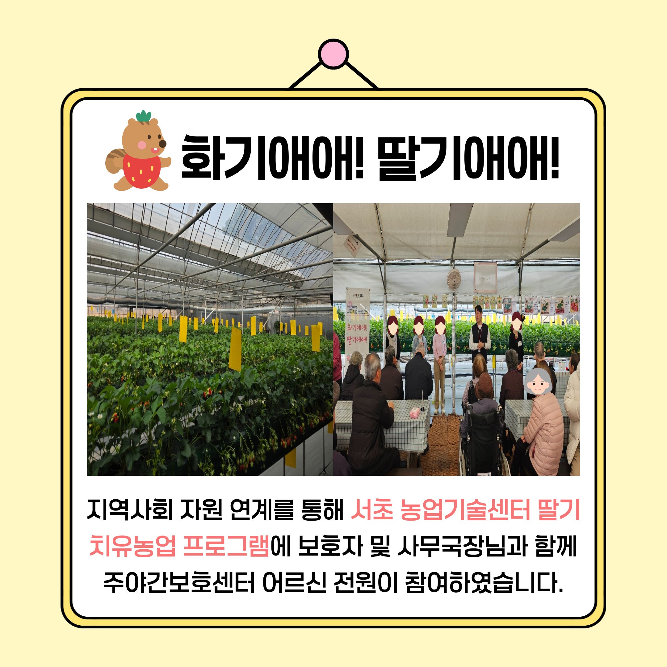 딸기체험 2.jpg 이미지입니다.