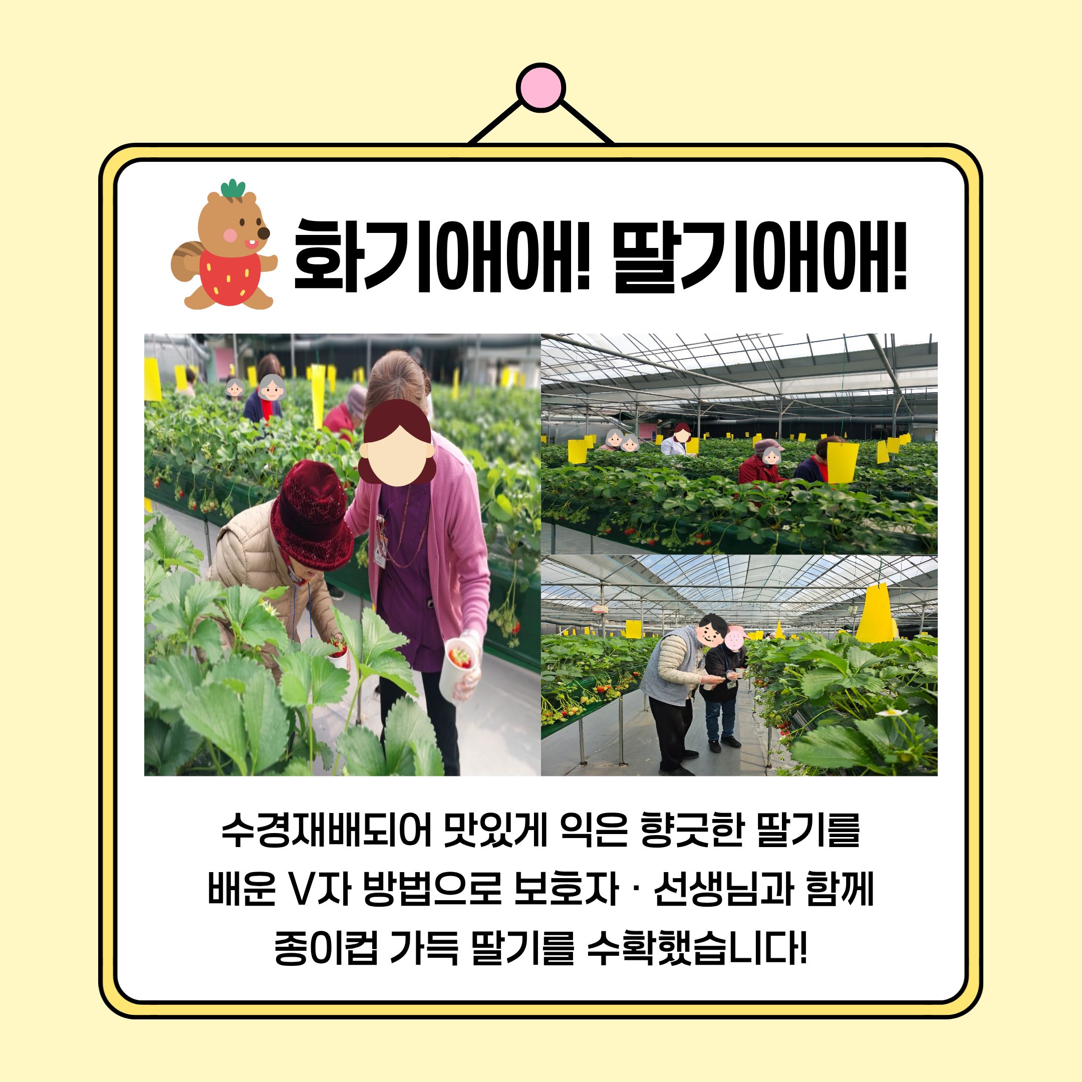 딸기체험 5.jpg 이미지입니다.